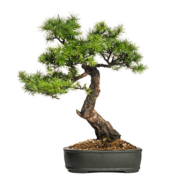 istock Larch bonsai tree, Larix, isolated on white 453663231