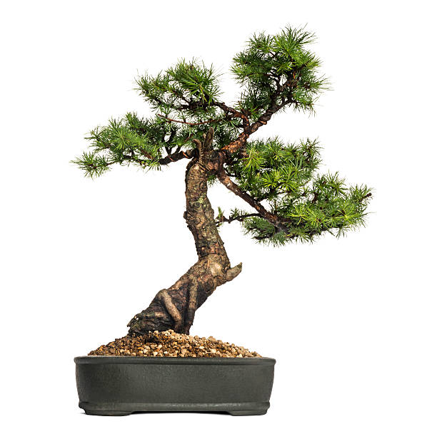 istock Larch bonsai tree, Larix, isolated on white 453663575