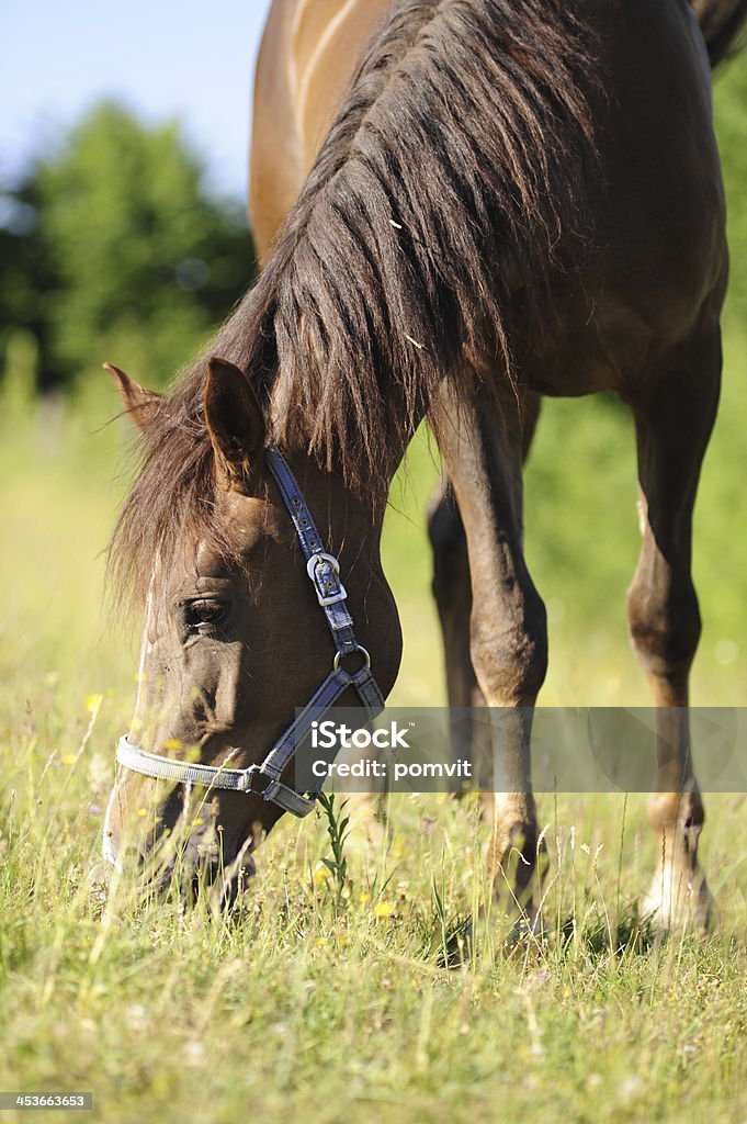 Pascolare marrone cavallo - Foto stock royalty-free di Accanto