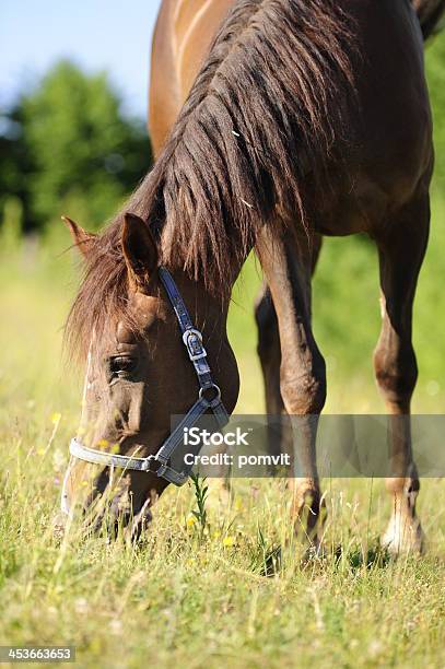 Pascolare Marrone Cavallo - Fotografie stock e altre immagini di Accanto - Accanto, Ambientazione esterna, Ambientazione tranquilla