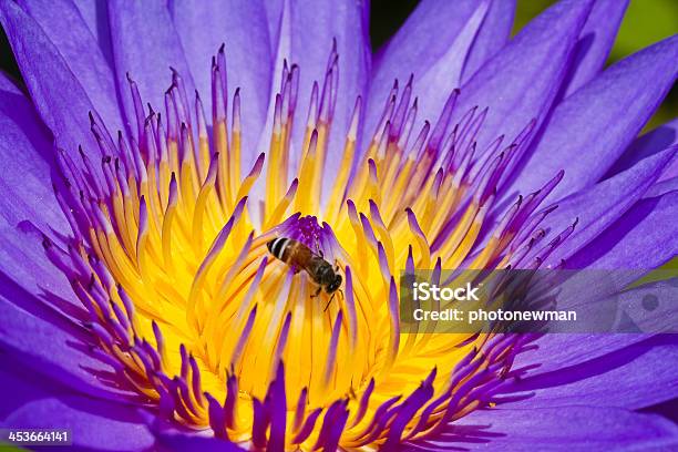 Lótus Roxo - Fotografias de stock e mais imagens de Amarelo - Amarelo, Ao Ar Livre, Ave aquática