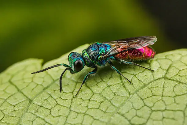 Chrysis - Ruby-tailed Wasp on a leaf