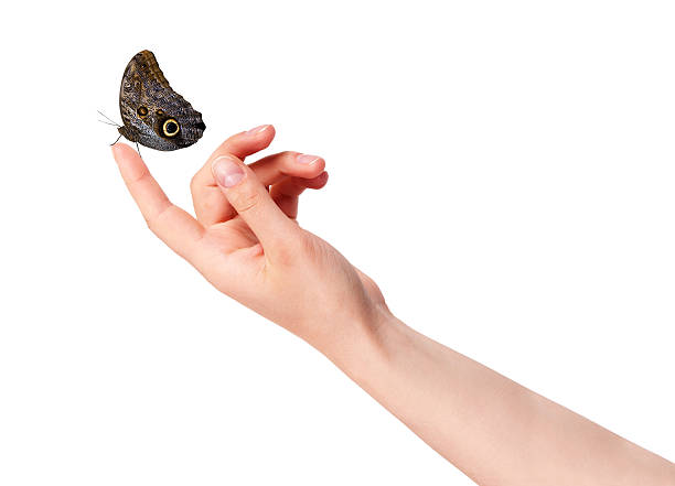 istock butterfly on woman's hand. In motion 453667455