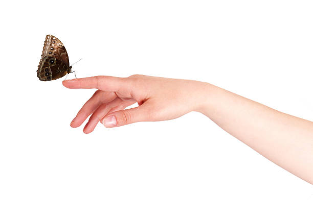 istock butterfly on woman's hand. In motion 453667463