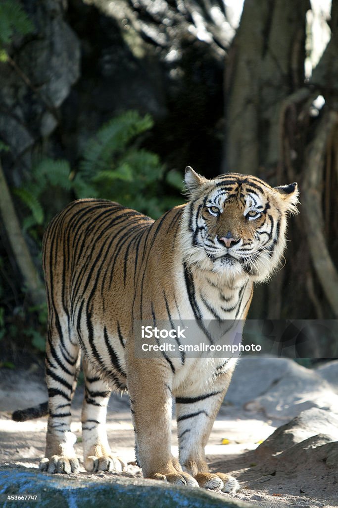 tigre - Foto stock royalty-free di Aggressione