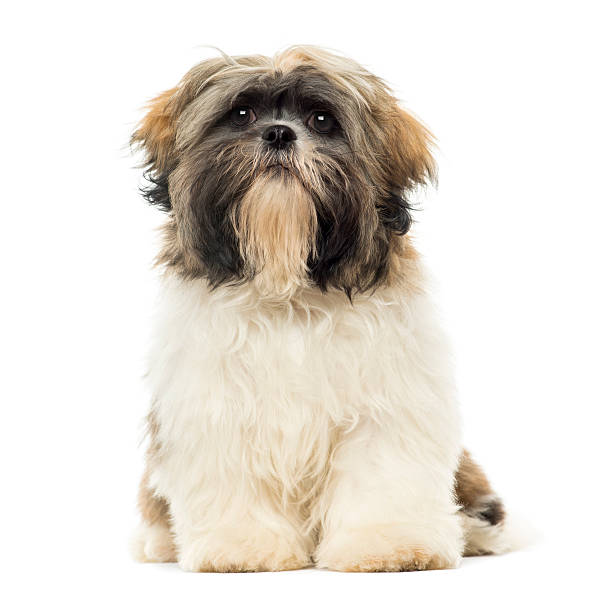 istock Shih Tzu puppy sitting, facing, isolated on white 453667871