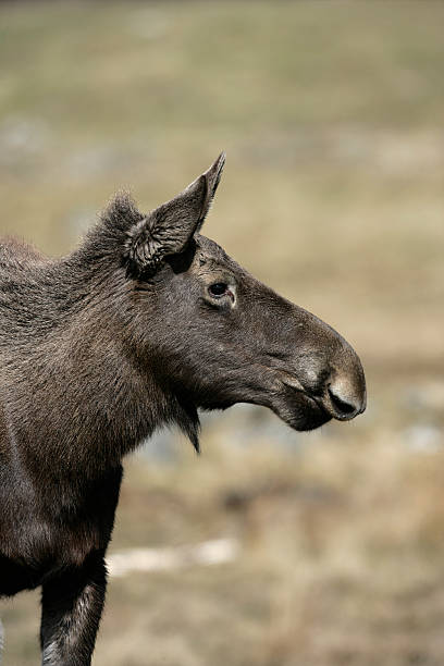 istock European moose, Alces alcess machlis 453671315