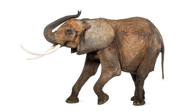 istock Side view of an African elephant, isolated on white 453672125