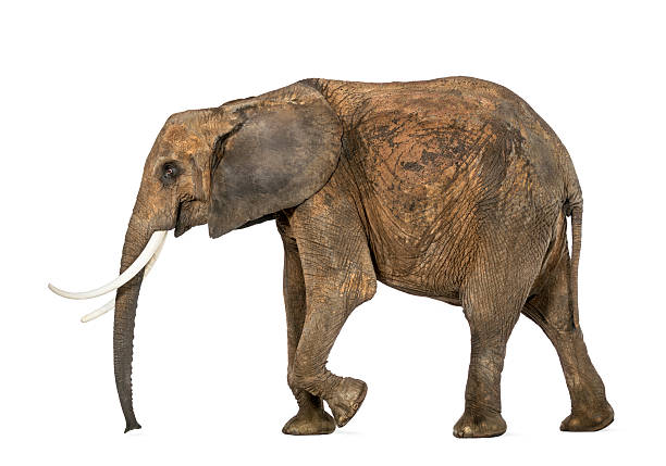 istock Side view of an African elephant, isolated on white 453672133