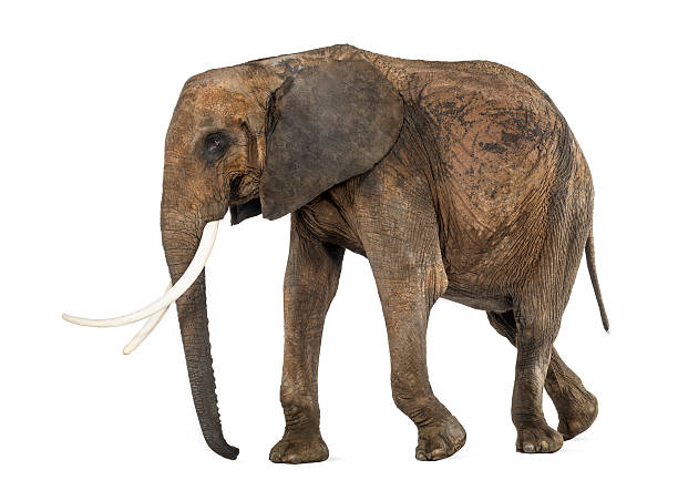 istock Side view of an African elephant, isolated on white 453672157
