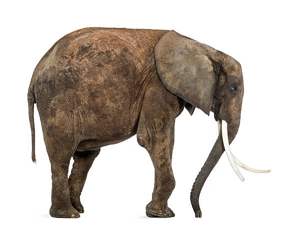 istock Side view of an African elephant, isolated on white 453672161