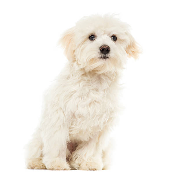 istock Maltese puppy sitting, 7 months old, isolated on white 453672223
