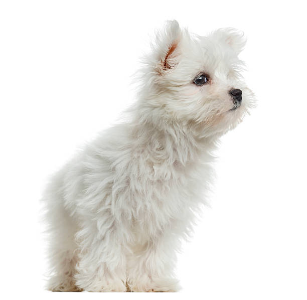 istock Maltese puppy, 2 months old, isolated on white 453672243