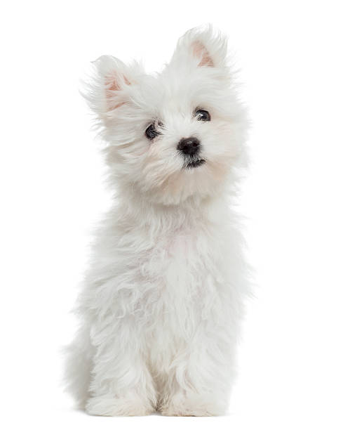 Maltese puppy sitting, looking at the camera, 2 months old