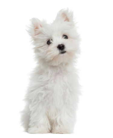 Maltese puppy sitting, looking at the camera, 2 months old, isolated on white