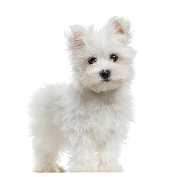 istock Maltese puppy standing, looking at the camera, 2 months old 453672249