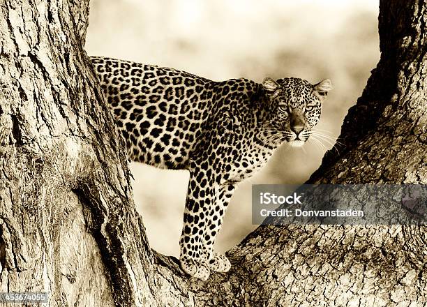 Leopard In Einem Baum Stockfoto und mehr Bilder von Afrika - Afrika, Fotografie, Gefahr