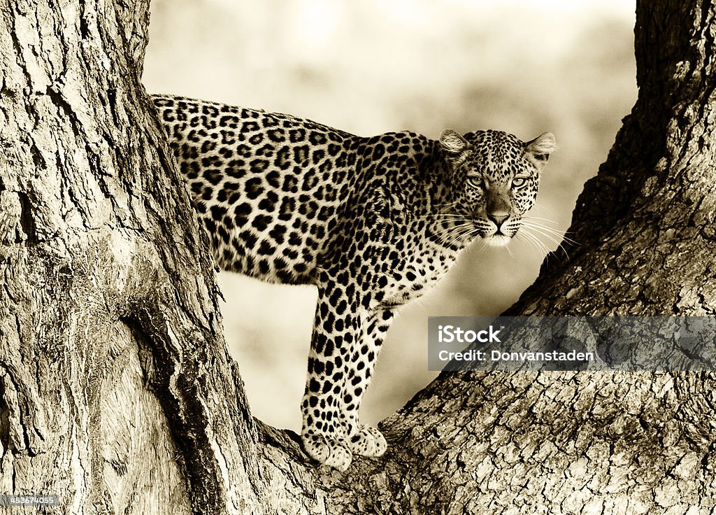 Леопард в дереве - Стоковые фото Африка роялти-фри