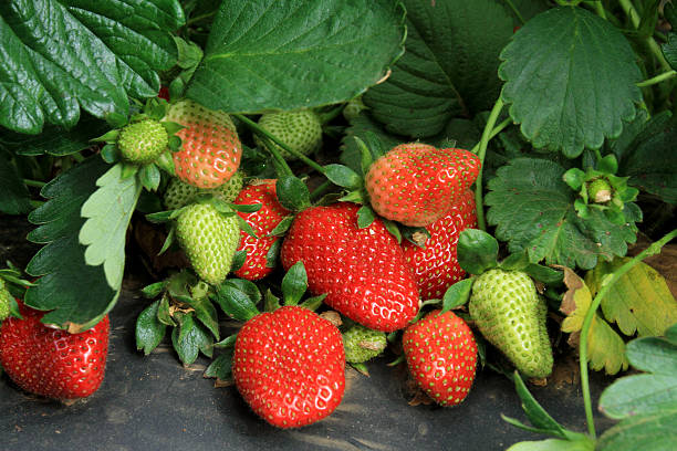 des fraises - strawberry plant photos et images de collection