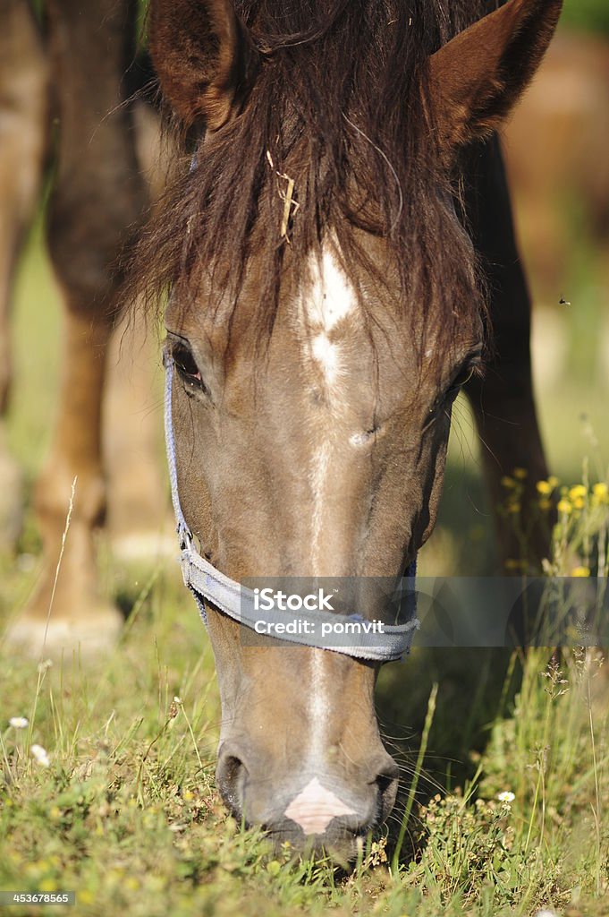 Pastar Cavalo Castanho - Royalty-free Alazão - Cor de Cavalo Foto de stock