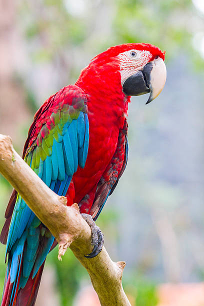 istock portrait of macaw 453680067