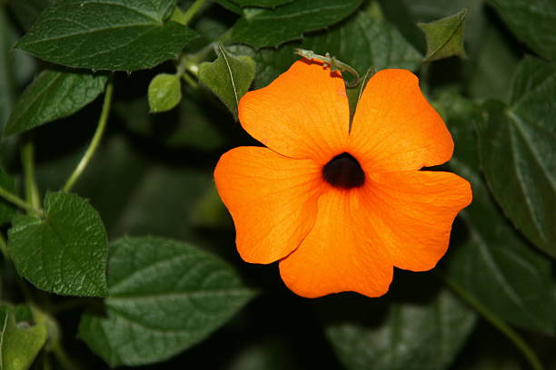 цветок под названием acanthaceae - gartenblume стоковые фото и изображени�я