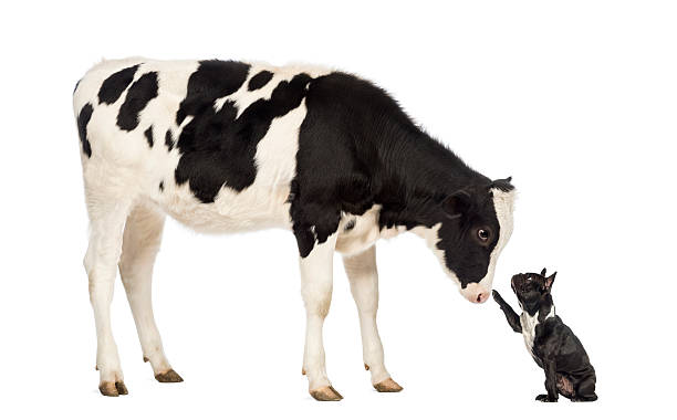 istock French bulldog reaching at a veal, isolated on white 453682085