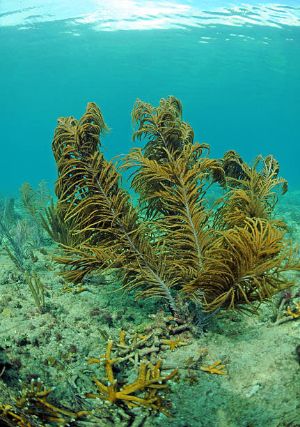 istock Beautiful underwater seascape 453682319