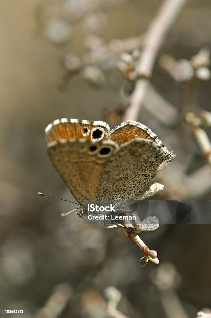 colourful butterfly colourful butterfly hanging on a branch Animal Stock Photo