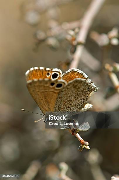 Colourful Butterfly Stock Photo - Download Image Now - Animal, Animal Body Part, Animal Wildlife