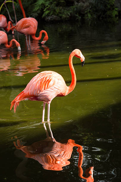 Pink Flamingo with Reflection in Water stock photo