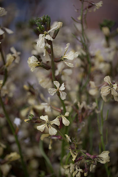 Edible yellow arugula flowers stock photo