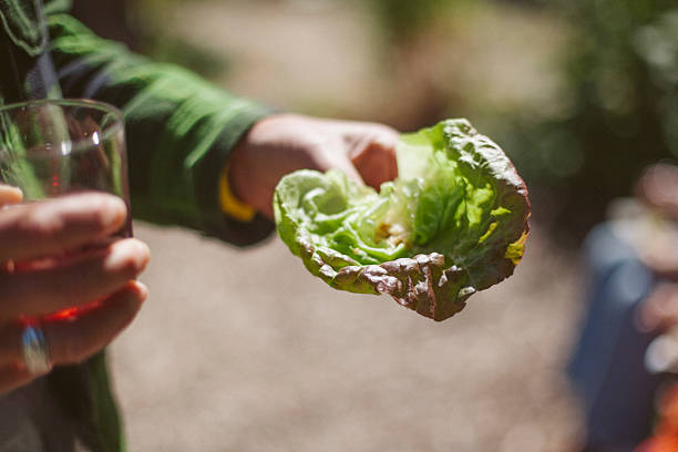Butter leaf lettuce held in hand ready to eat stock photo