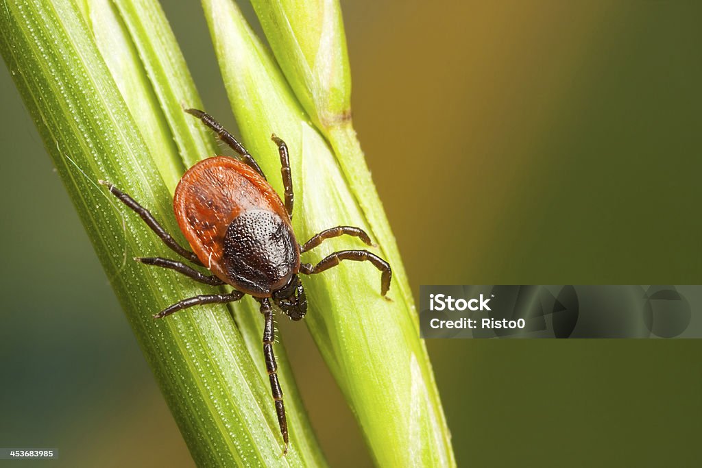 Tick on a plant straw Closeup of a tick on a plant straw Insect Stock Photo