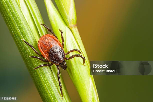 Tick On A Plant Straw Stock Photo - Download Image Now - Insect, Tick - Animal, Animal