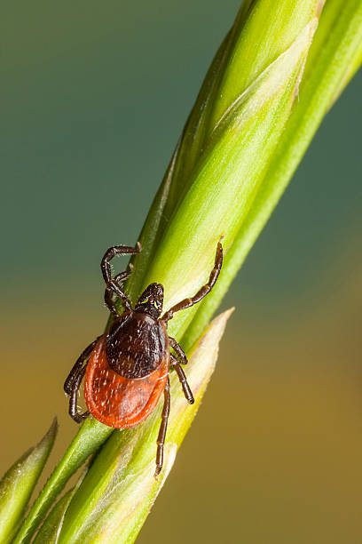 istock Tick on a plant straw 453683987