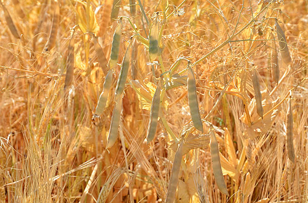 champ de mûres pois en cosse sur plant - peasecod photos et images de collection