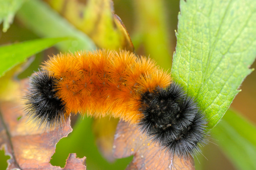 A Wooloy Bear caterpillar perched on a plant leaf.Order: Lepidoptera / Superfamily: Noctuoidea / Family Arctiidae (tiger moths) / Subfamily: Arctiinae