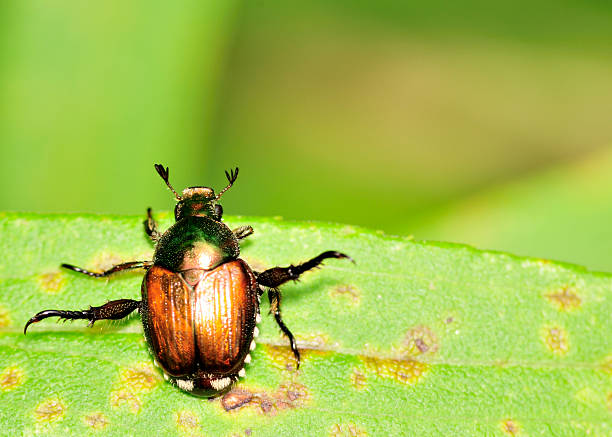 istock Japanese Beetle - Popillia japonica 453685775