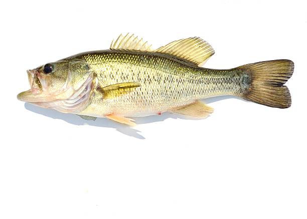 istock Large-mouth Bass 453685797