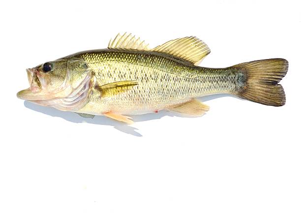 Large-mouth Bass A Large-mouth Bass against a white background. black sea bass stock pictures, royalty-free photos & images