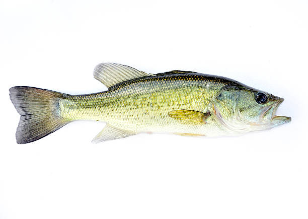 istock Fingerling Largemouth Bass 453685799