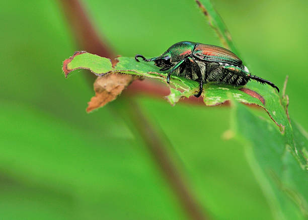 istock Japanese Beetle - Popillia japonica 453685903