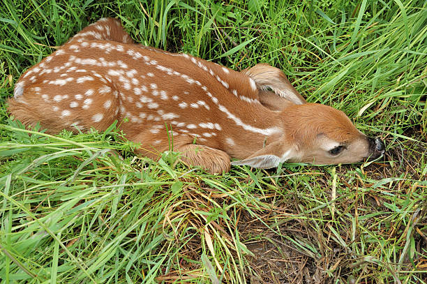istock Whitetail Deer Fawn 453686139