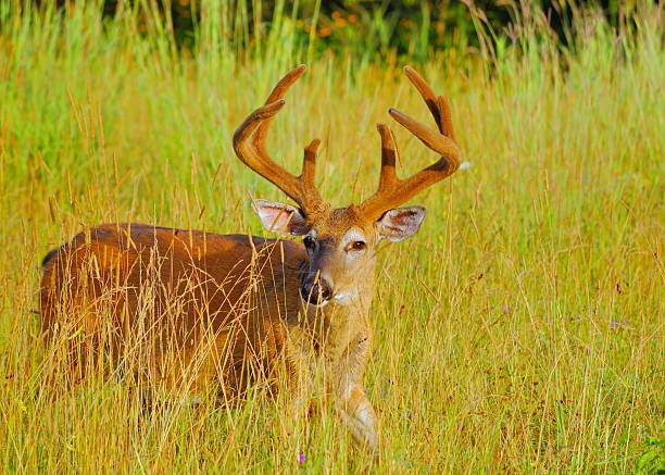 istock Whitetail Deer Buck In Velvet 453686203