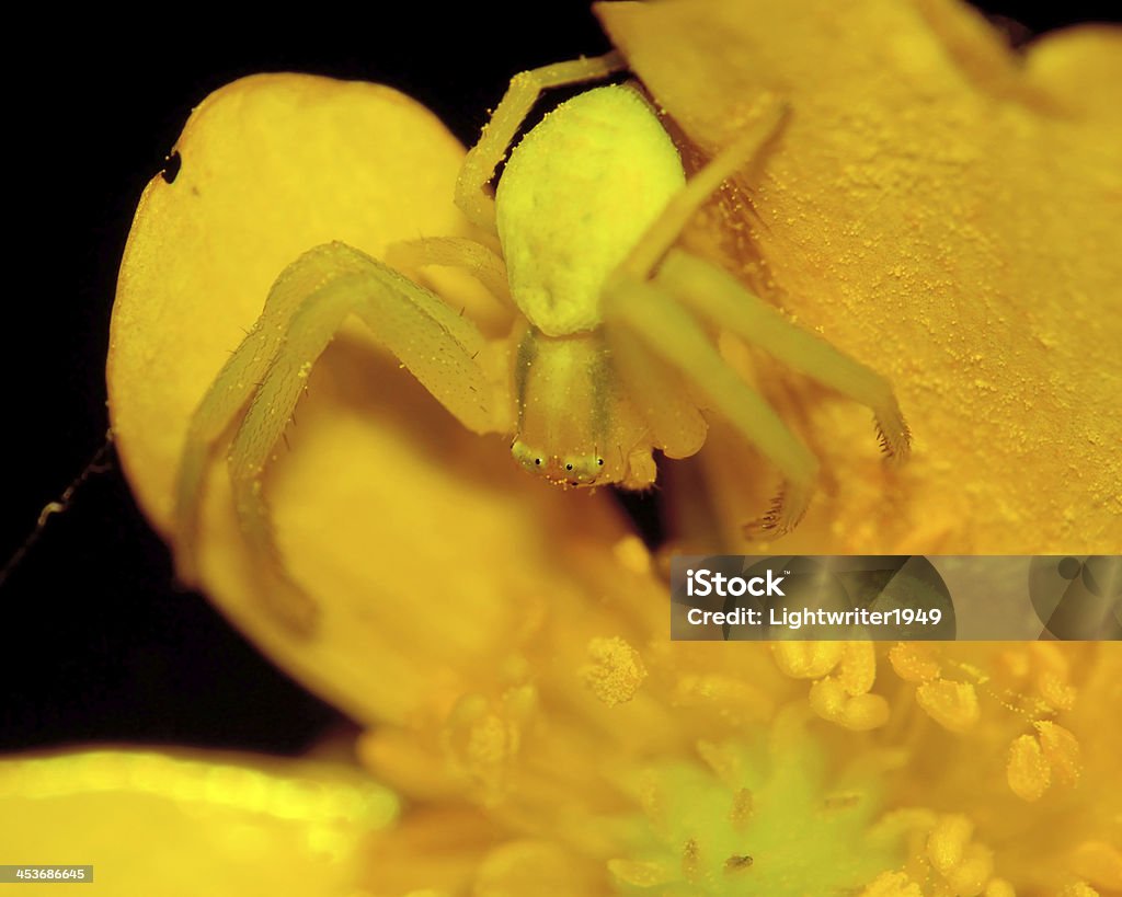 Araignée crabe - Photo de Arachnide libre de droits