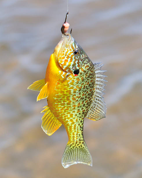Sunfish On Hook Stock Photo - Download Image Now - Animal Wildlife, Fish,  Fishing - iStock