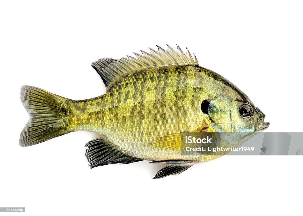 Sunfish - Foto de stock de Pez libre de derechos