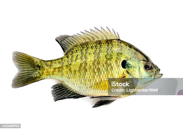 Sunfish Foto de stock y más banco de imágenes de Pez - Pez, Aire libre, Fauna silvestre