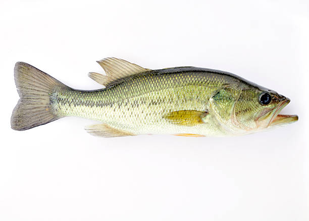 istock Largemouth bass isolated on a white background 453688907